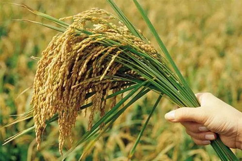 農(nóng)業(yè)部2018年減少水稻玉米小麥種植面積政策 保障糧食安全與推進(jìn)綠色農(nóng)業(yè)并行