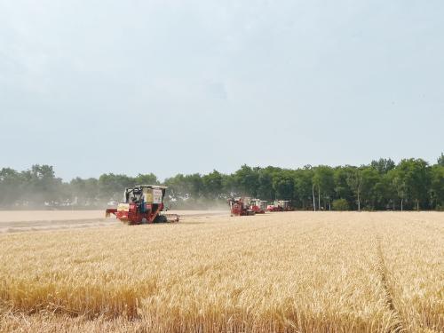 從千畝方高產(chǎn)到大面積穩(wěn)產(chǎn) 河南延津縣國家現(xiàn)代農(nóng)業(yè)產(chǎn)業(yè)園的小麥生產(chǎn)能力提升之路