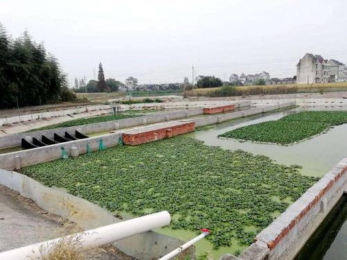 林埭模式 以精準化治理破解農業面源污染與重金屬防治難題