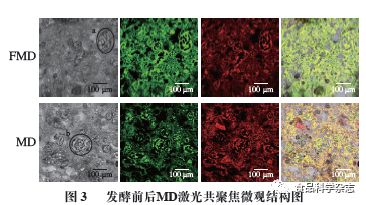 乳酸菌發酵劑如何重塑雜糧面團與饅頭品質——聚焦東北農業大學孟祥晨教授團隊的研究進展