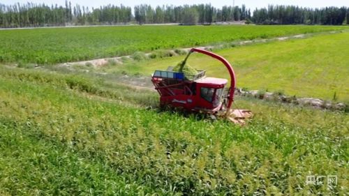 鄉村振興新面貌丨桑根草為牲畜“加餐”助農增收，農業面源與重金屬污染防治技術服務并行