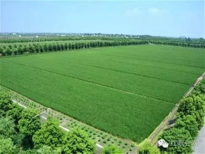 兩條農業道路的抉擇 蔣高明生態農業理念與面源重金屬污染防治技術服務的利弊分析