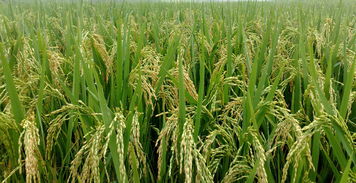 海水稻大規(guī)模種植 助力農(nóng)民增收與農(nóng)業(yè)污染治理的新機(jī)遇