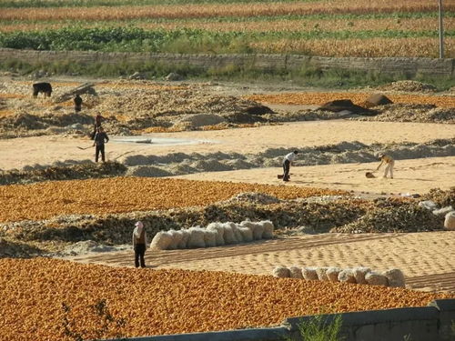 新民市開展違建大棚房清理整治行動(dòng)，同步推進(jìn)農(nóng)業(yè)環(huán)保技術(shù)服務(wù)